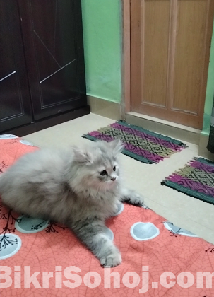 Persian Cat Female